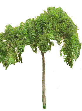 庭院耐寒耐旱四季适宜种植龙爪槐