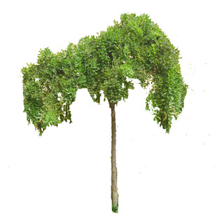 龙爪槐树苗国槐黄金槐垂槐造型树庭院绿化树耐寒耐旱四季适宜种植