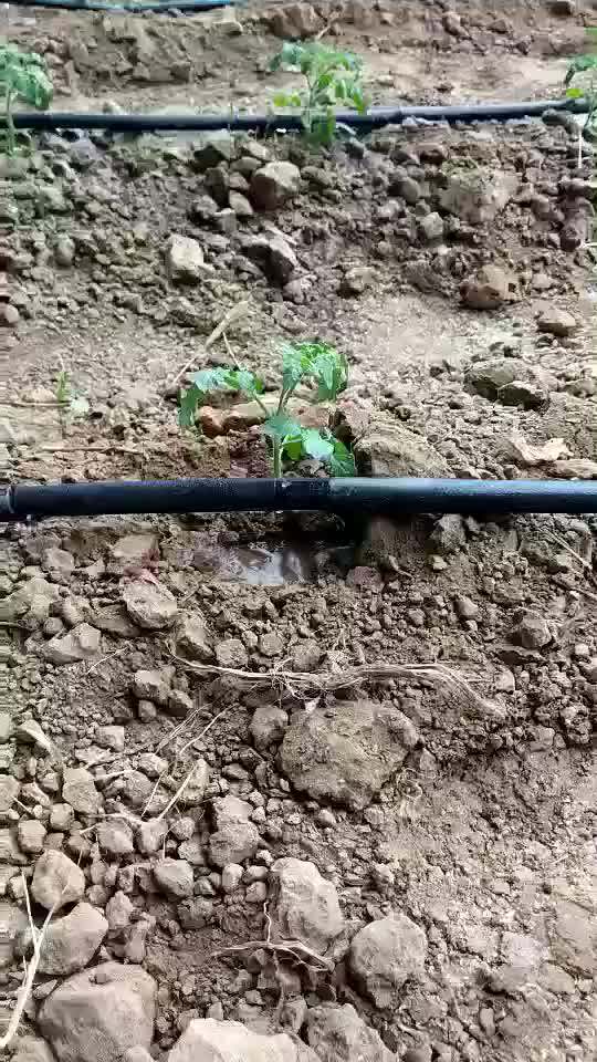 Drip Irrigation System 1 Hectare Irrigation Free Design Flat Tape