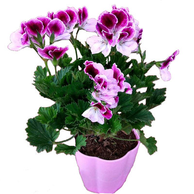 天竺葵春天花量大好养