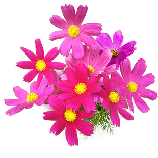 春夏播花种子集合 阳台盆栽室内外花园学生新手易种植物花卉 花籽