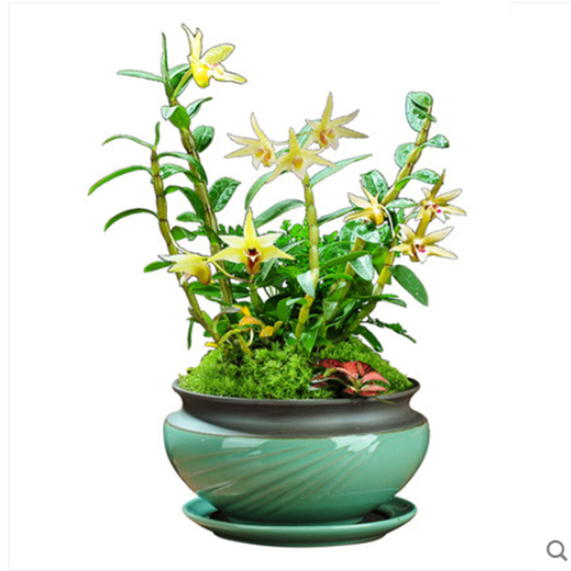 正宗铁皮石斛苗种苗红杆驯化苗雁荡山鲜条苗绿植木桩盆栽吊兰包邮
