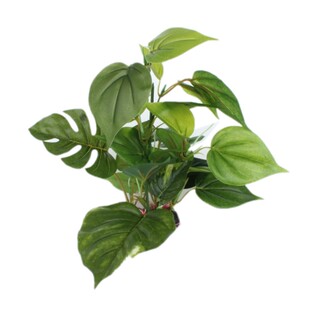 B款水榕绢布植物装饰仿真水草逼真大叶草水族箱套餐假塑料草包邮