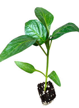 蔬菜各种西红柿辣椒黄瓜四季苗子