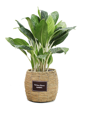 创意盆栽纯手工编织田园风花篮