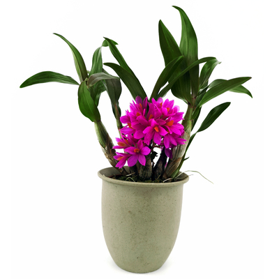 开花机器Den. Hibikii '经典风华'石斛兰洋兰 兰花水莲花