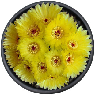 多棱球 千波万波 稀有易开花有条纹的紫花实生仙人球 球缘多肉