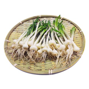 小根蒜种子野生韭葱种籽野蒜四季菜种籽孑阳台盆栽东北大脑瓜农家