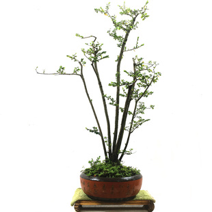 精品山格木名贵树种岭南造型盆景办公室四季常绿观花植物盆栽包邮