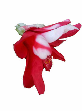 孔雀茶花孔雀椿红孔雀椿
