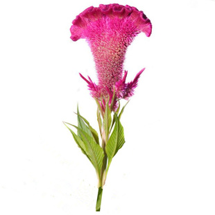 白色鸡冠花花籽苗耐旱耐热四季种易活盆栽庭院扇状凤尾种子阳台