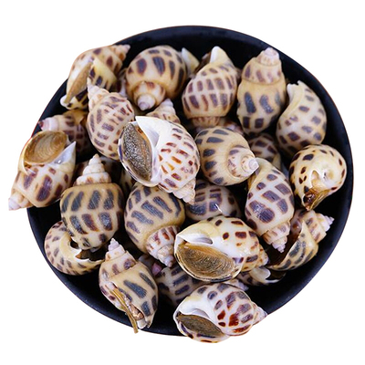 500g重庆海猪烧烤食材鲜活花螺