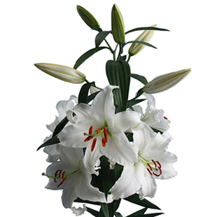 进口大种球香水百合花种球东百西伯利亚含盆含土套装盆栽花卉