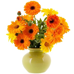 金盏菊花种子耐寒庭院阳台盆栽路边绿化景观花卉四季播种花种籽子