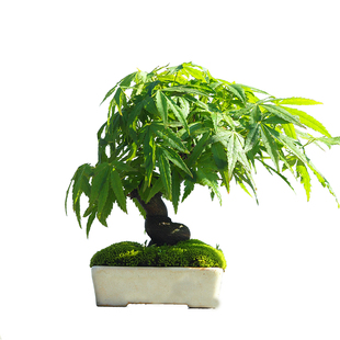 日本红枫盆景微型植物老桩室内阳台好养茶桌办公桌一物一拍盆栽