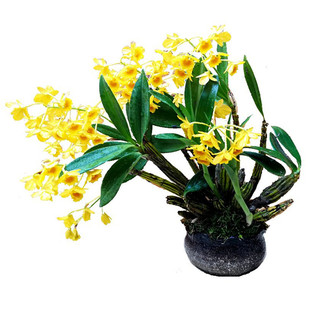 鼓槌石斛兰云南棒槌石斛苗清仓盆栽洋兰花药用绿植花卉杆熬汤煮鸡