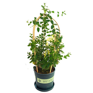 冬天不怕冻的花绿化金银花树苗盆栽爬藤植物庭院生长快四季花卉
