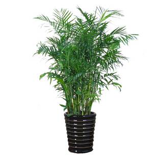 夏威夷竹子盆景好养活四季常绿耐寒大型植物耐阴绿植苏州同城配送