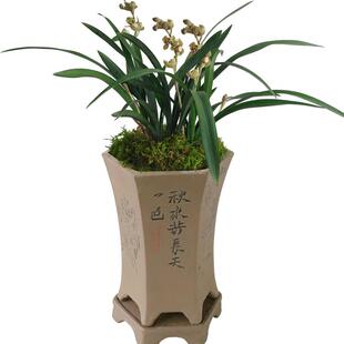 刘阁兰花苗 建兰矮种荷瓣 金荷 四季兰夏带花苞出售 带盆栽好花卉