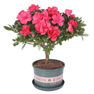 杜鹃花苗比利时西洋映山红小桃红老桩大棵带花苞杜鹃盆栽花期久