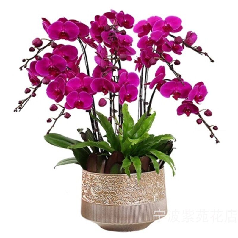 送客户长辈宁波同城速递鲜花盆栽