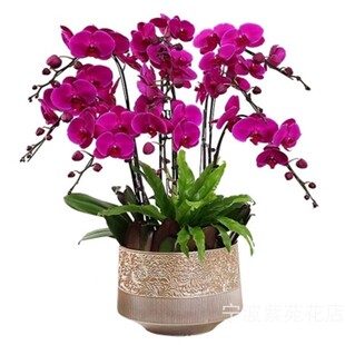 年宵花蝴蝶兰鲜花盆栽送客户长辈乔迁开业宁波鲜花店同城速递