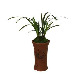 兰花富山奇碟建兰四季兰奇花漂亮桌面办公室阳台客厅绿植盆栽花卉