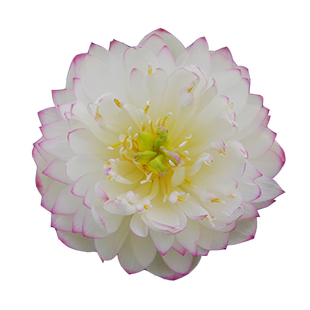 【纤•落尘】周劲松楼顶庭院阳露台易活碗莲根茎种藕苗非四季花卉