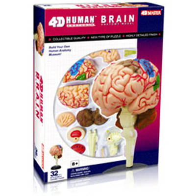 人体器官大脑模型脑结构解剖玩具