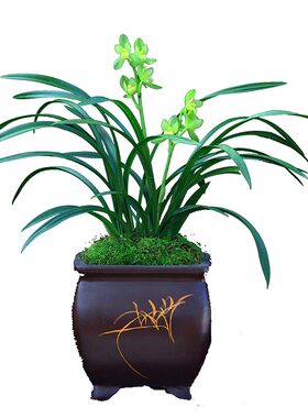四季盆景栽植物名贵兰花