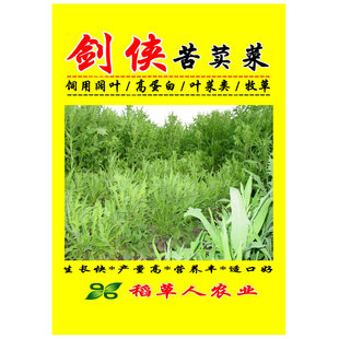 饲用苦荬菜种子 牧草籽牛羊鸡鸭鹅兔鱼肥猪草买卖麦麻 南北方包邮