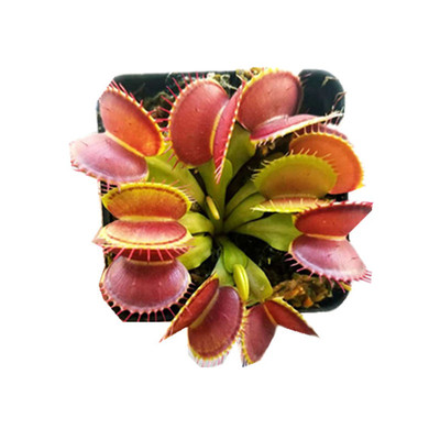 食虫禾叶狸藻植物捕虫囊捉虫