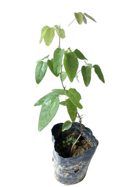 八月瓜果苗滕类植物庭院