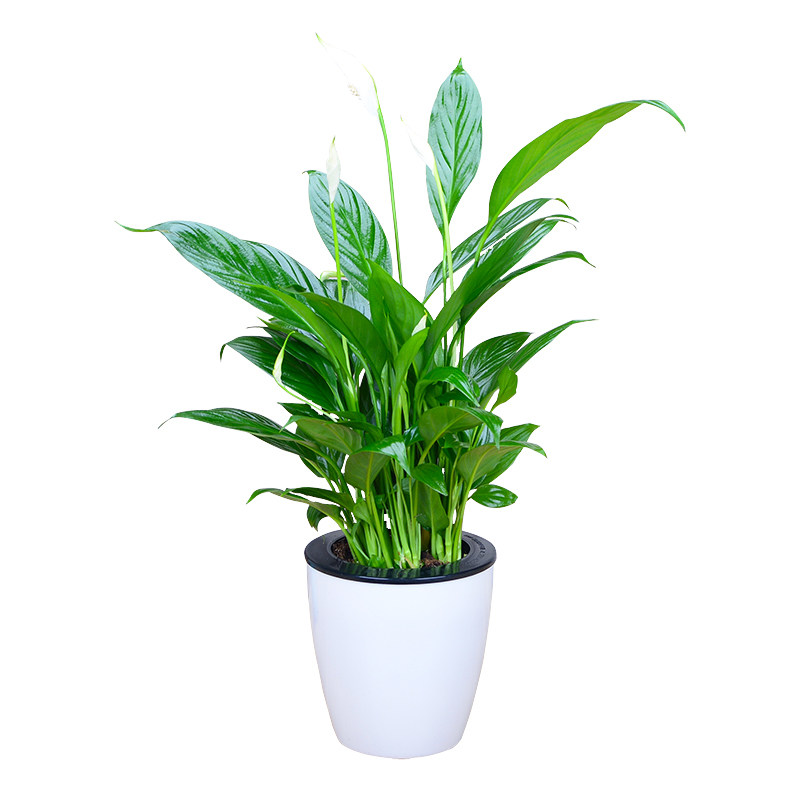 绿植茉莉水养室内富贵竹栀子花