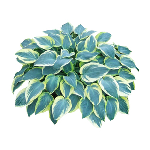 花香门第 进口玉簪花苗 宿根植物 耐阴地被盆栽庭院花园植物 对版