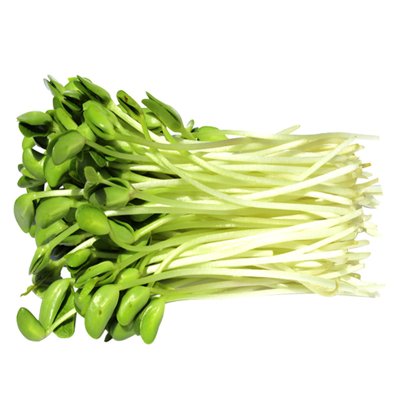水培纸上种菜松柳豆苗
