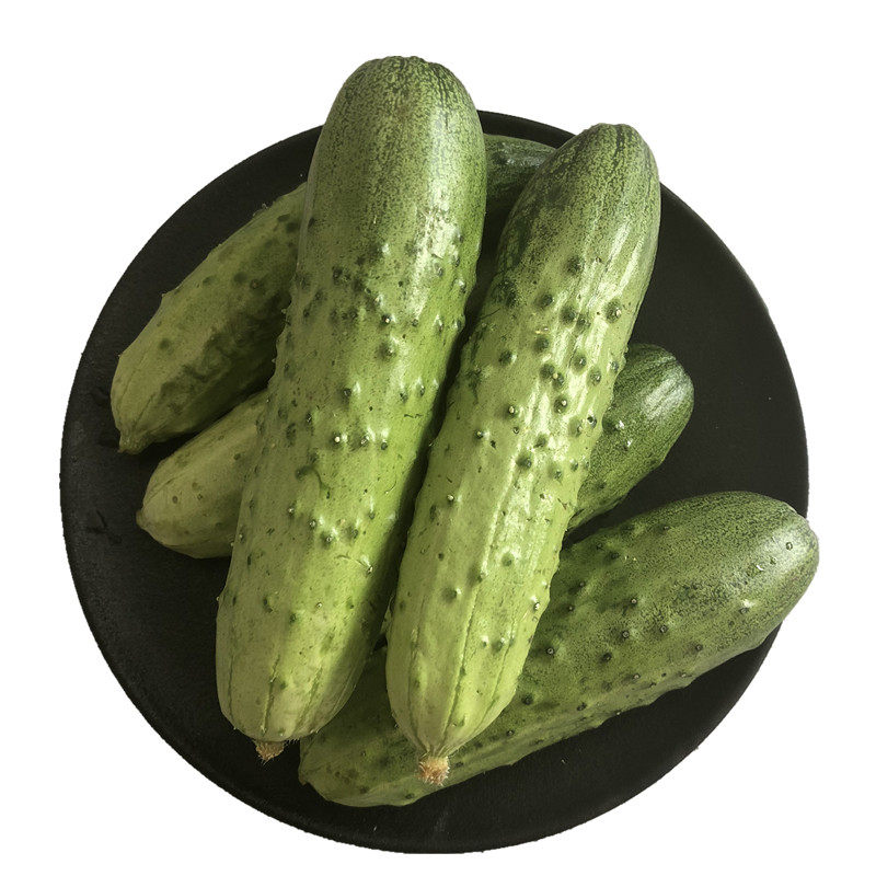 东北旱黄瓜新鲜蔬菜自种特产现摘现发生沙拉菜水果鲜黄瓜五斤包邮