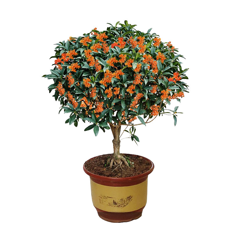 嫁接浓香型室外庭院种植桂花树苗