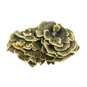 云芝纯天然野生灵芝云芝蘑 杂色云芝 黄云芝 纯野生云灵芝250克