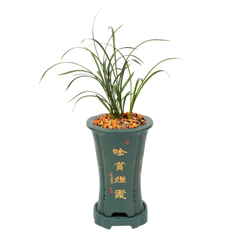 绿植矮种四季兰花苗