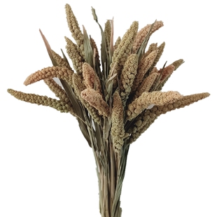 谷穗小米穗干花花束五谷丰登田园风拍摄道具自然风干插花装饰摆件