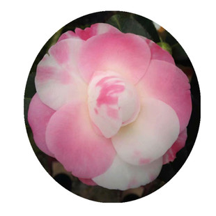 斑水屋纯色水屋茶花带花苞树苗花卉盆栽产地直销人气包邮