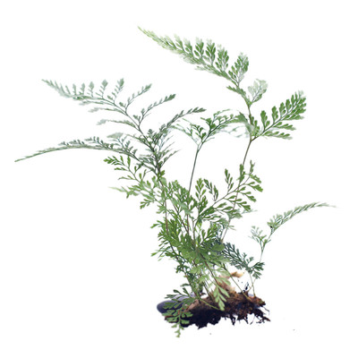 菁娇背景大号创意景观阿波铁线蕨