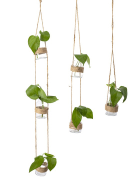 ins壁挂绿萝水培植物插花玻璃瓶