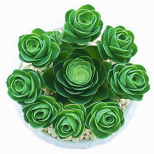 多肉植物山地玫瑰 吸财树 韩国肉肉盆栽多肉组合花卉多肉包邮