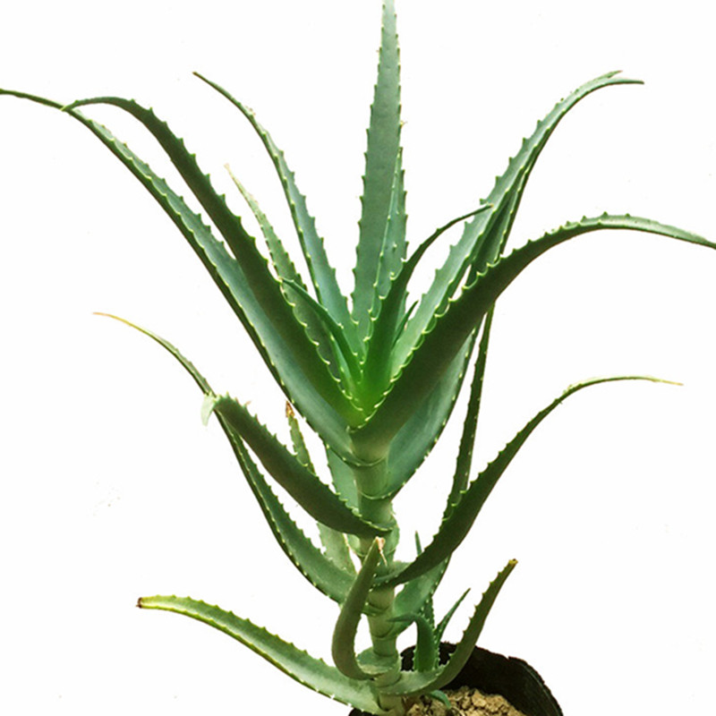 木立芦荟盆栽龙爪芦荟室内盆栽植物东北龙爪菊新鲜叶片大苗龙爪