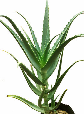 木立东北龙爪菊新鲜叶片芦荟盆栽