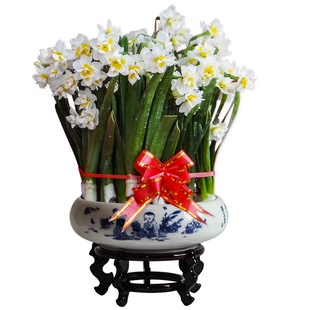 水仙花漳州南国仙子复瓣特级重瓣精选大球玉玲珑春节水培冬季花卉