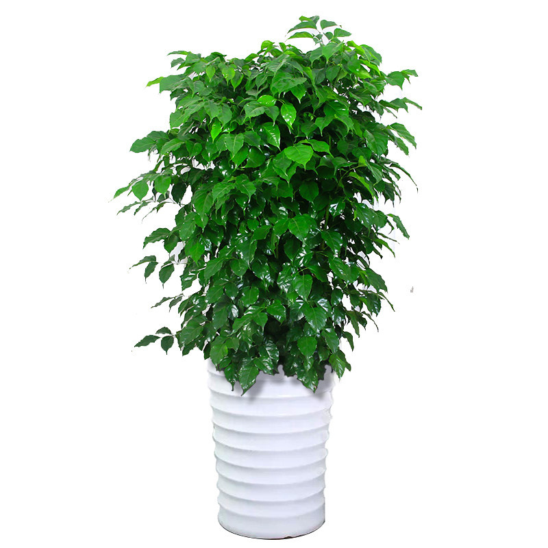 大型绿植绿宝丛生独干幸福树平安