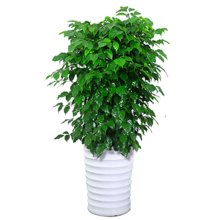 大型绿植绿宝丛生独干幸福树平安树客厅办公室盆栽观叶盆景菜豆树